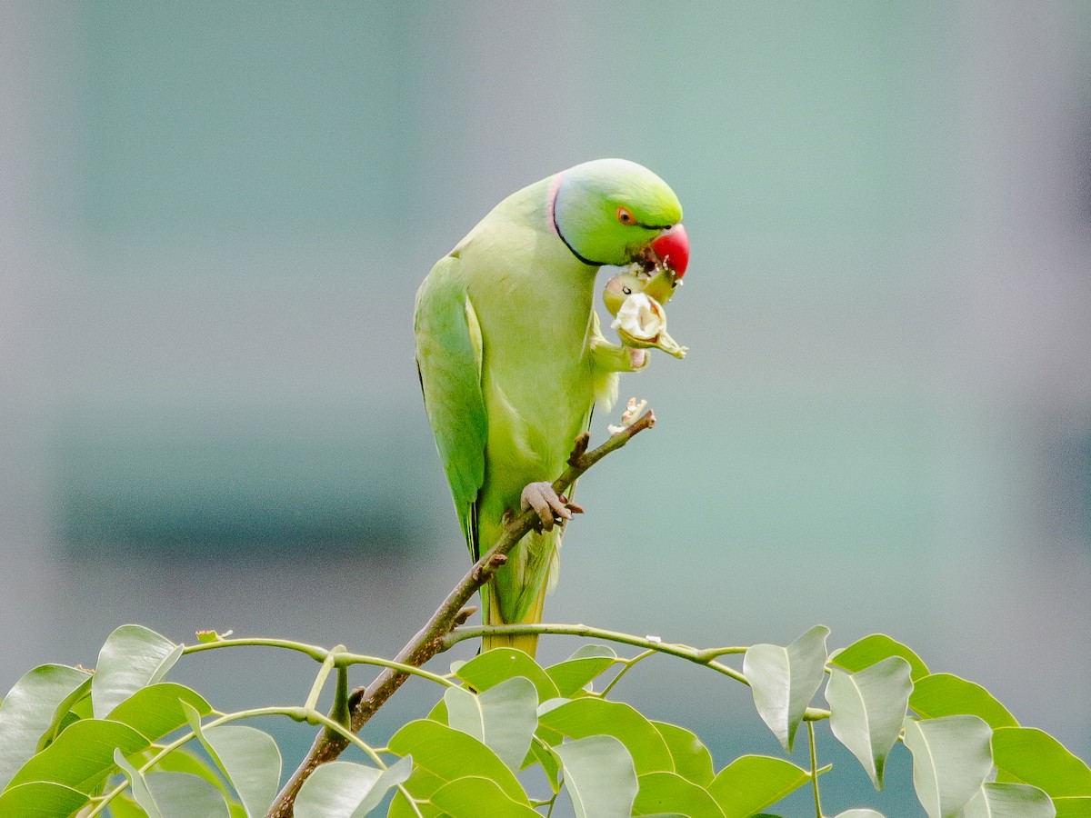 Rose-ringed Parakeet - ML641735994