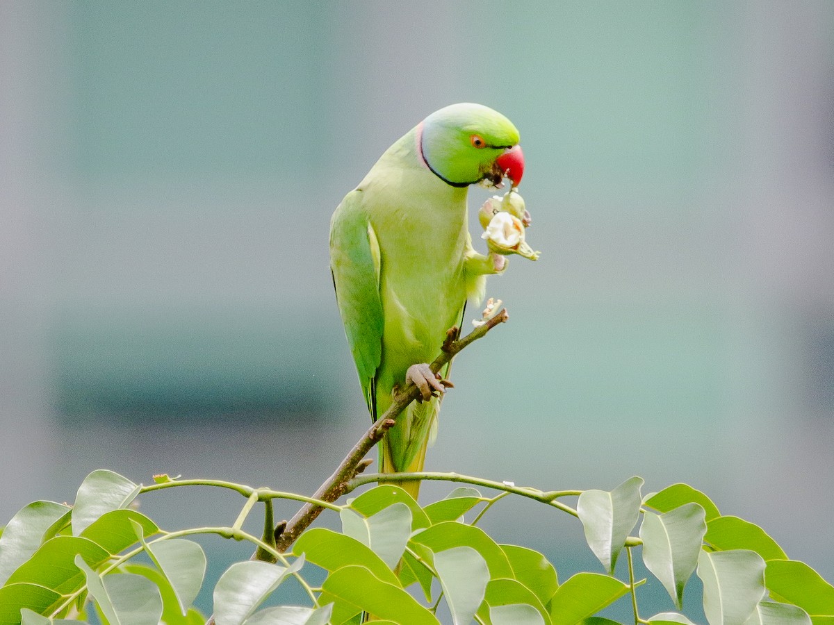 Rose-ringed Parakeet - ML641735995