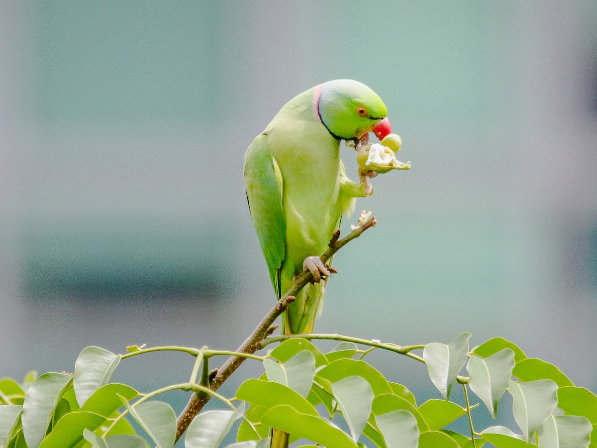 Rose-ringed Parakeet - ML641735996