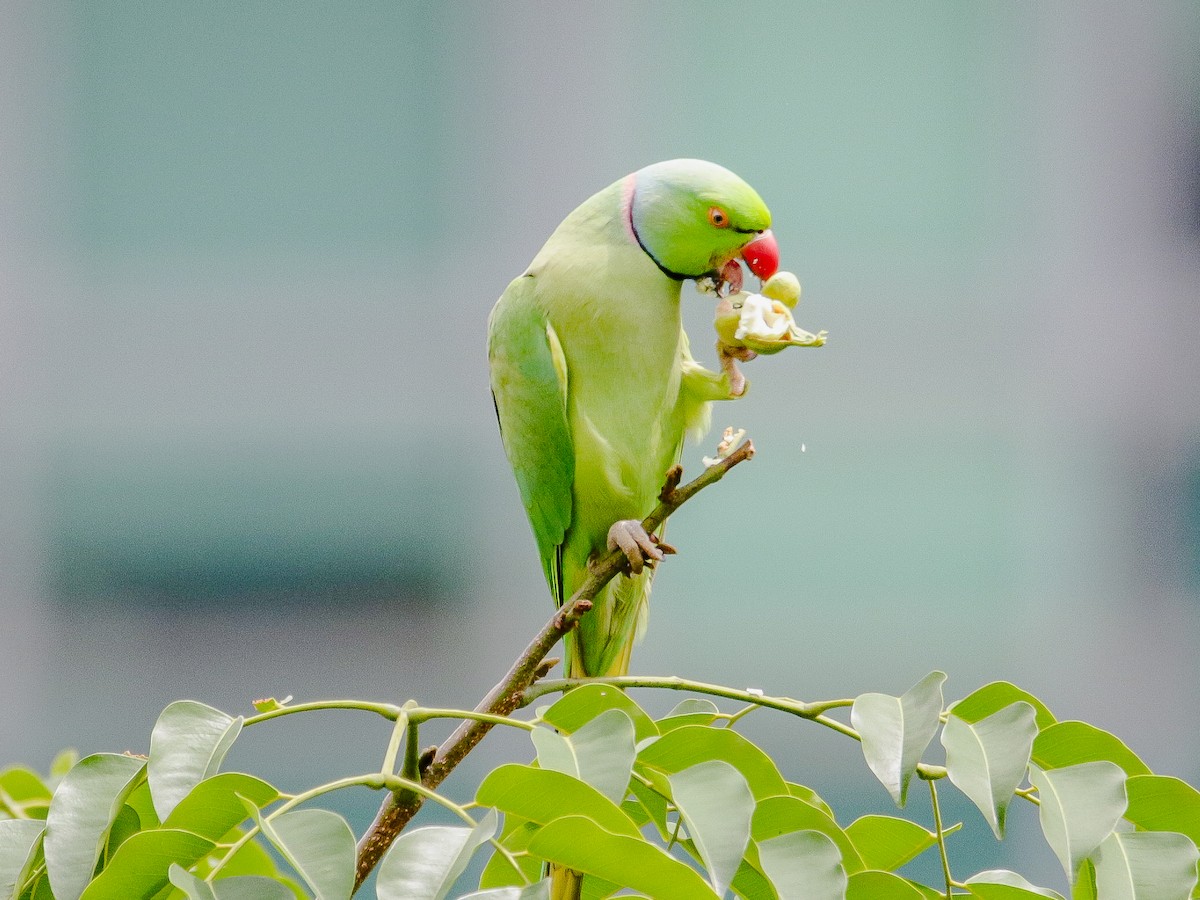 Rose-ringed Parakeet - ML641735997