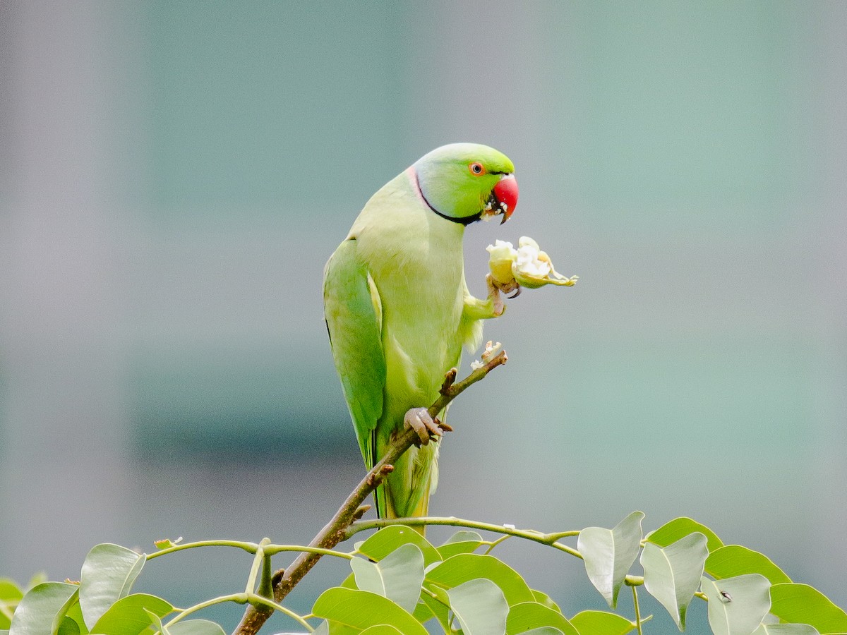 Rose-ringed Parakeet - ML641735999