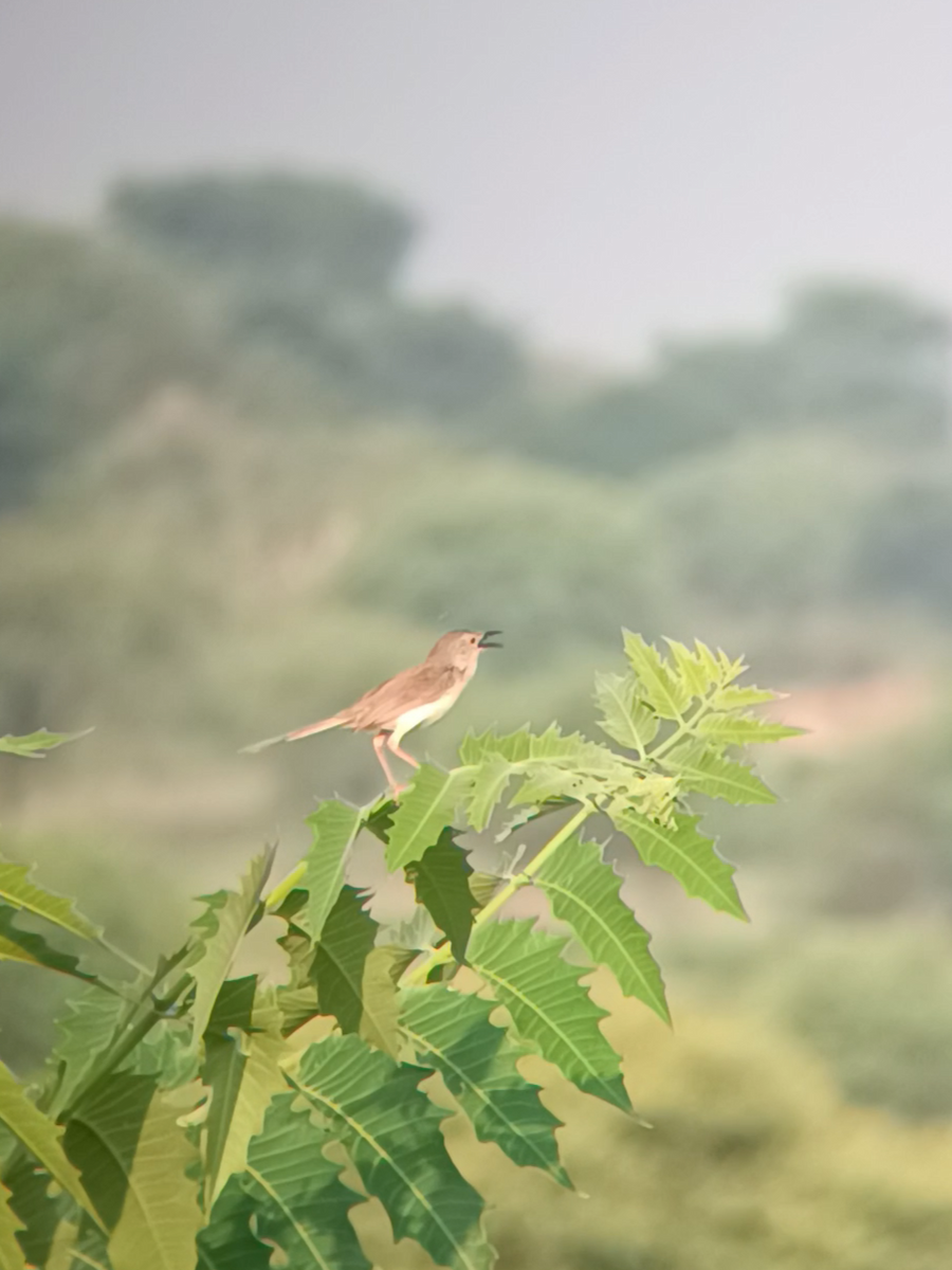 Jungle Prinia - ML641736009