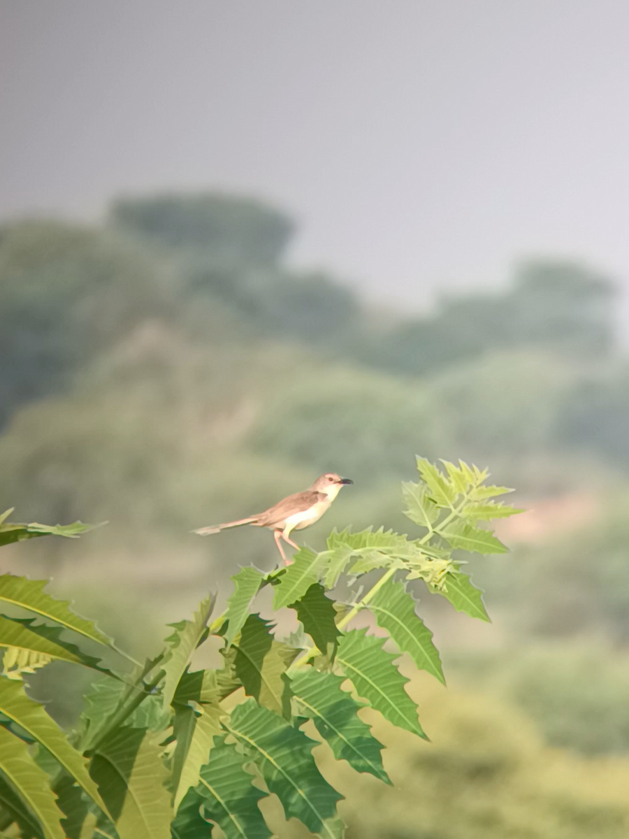 Jungle Prinia - ML641736010