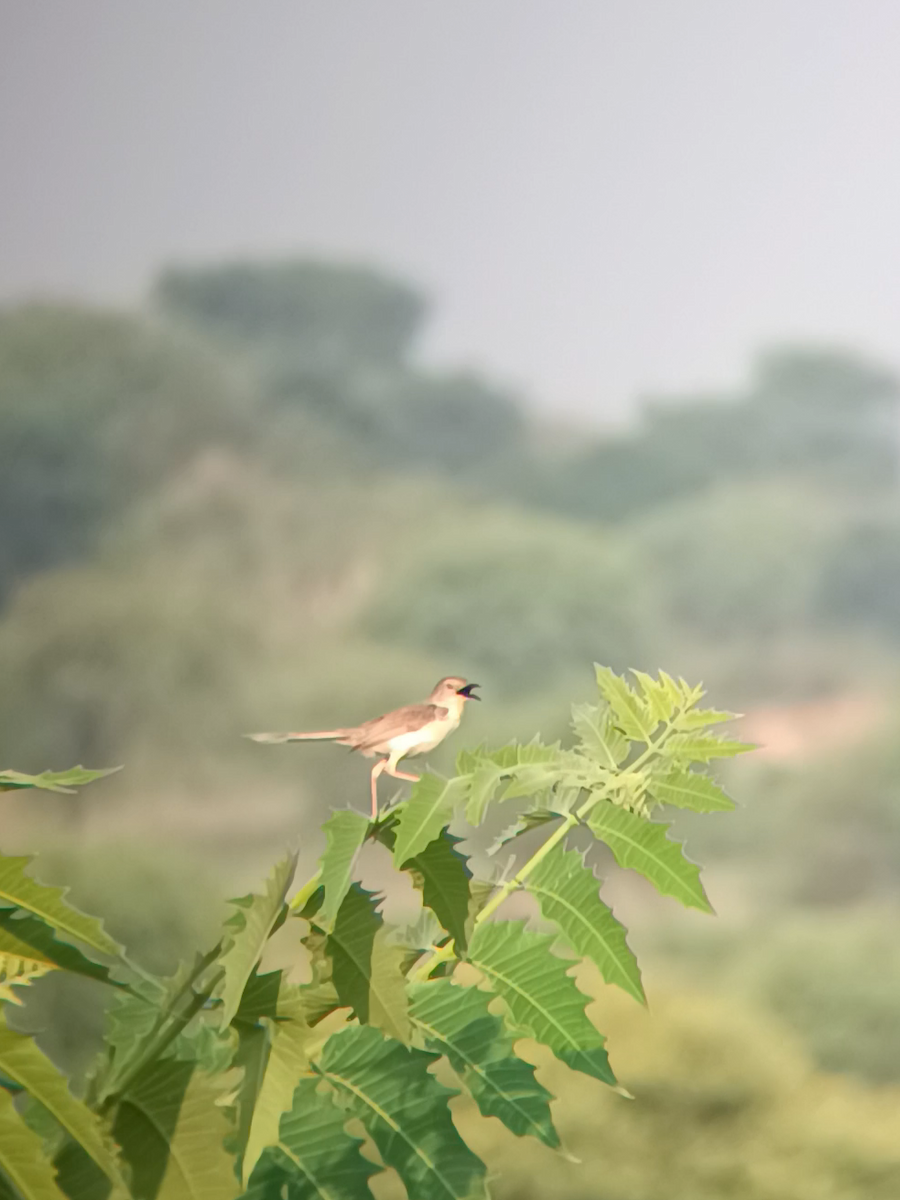 Jungle Prinia - ML641736011