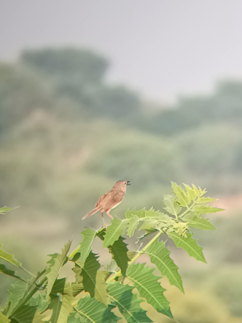Jungle Prinia - ML641736012