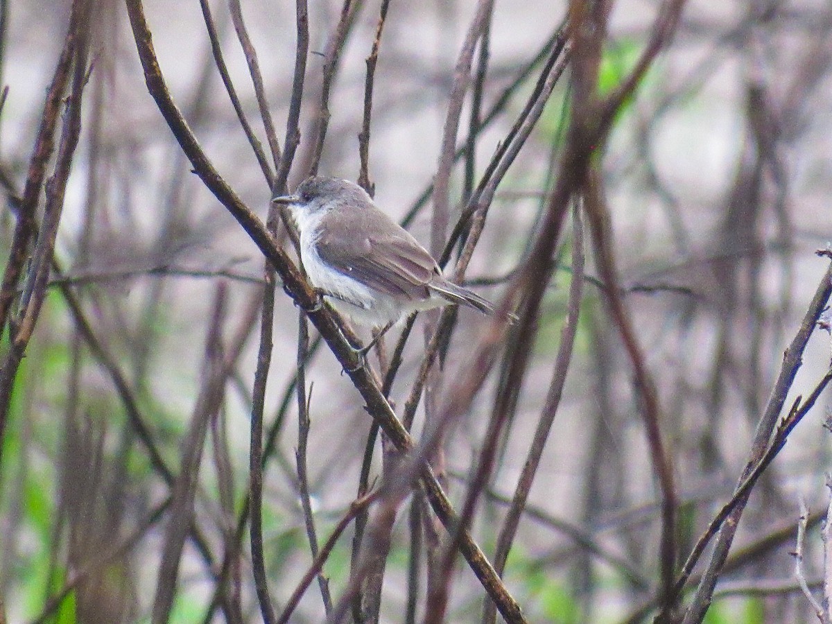 River Tyrannulet - ML641736029
