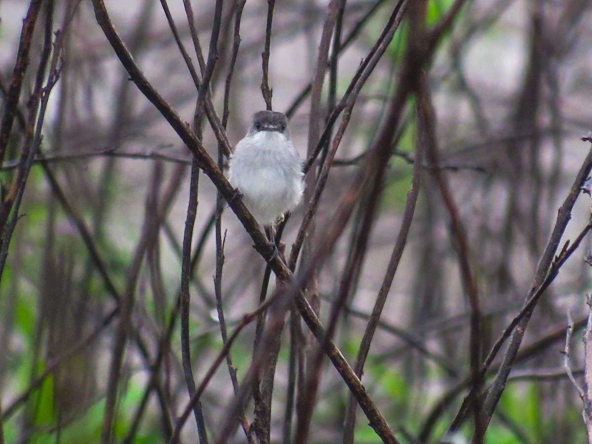 River Tyrannulet - ML641736031