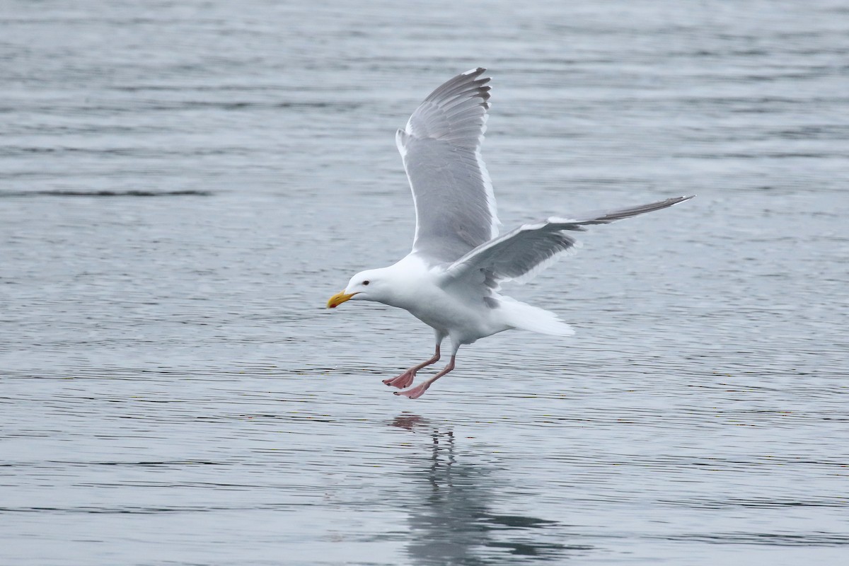 Hybride Goéland d'Audubon x G. à ailes grises - ML641736045