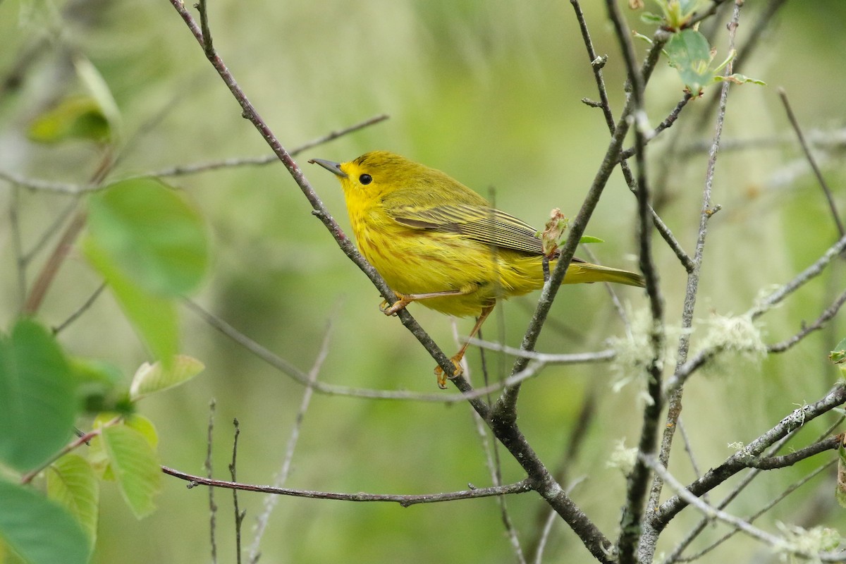 Yellow Warbler - ML641736048