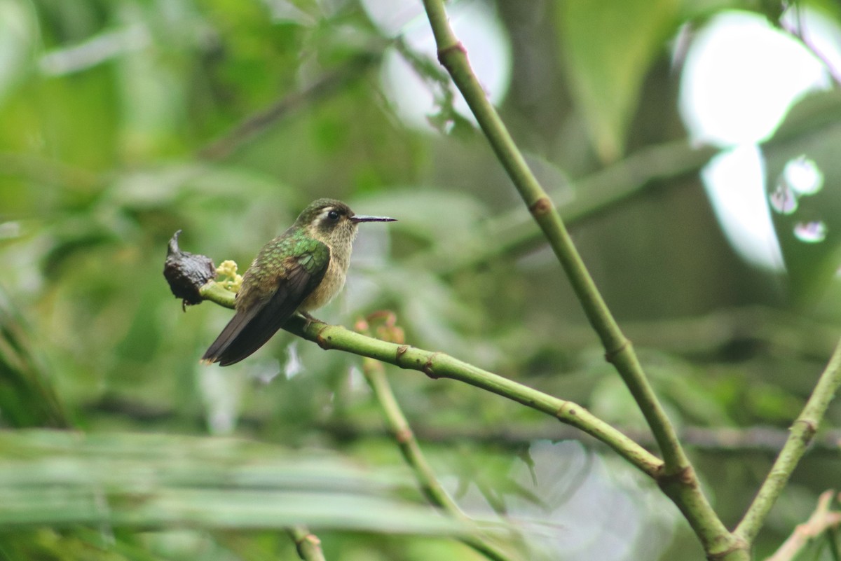 Speckled Hummingbird - ML641736051