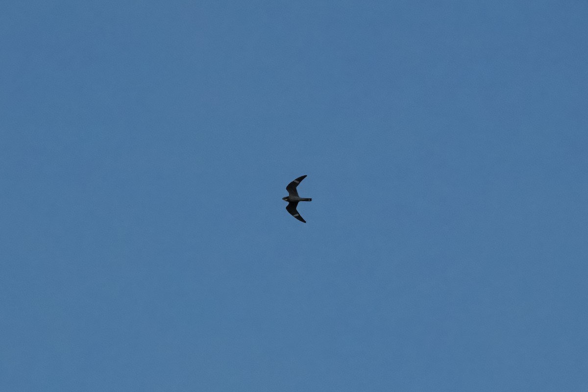 Common Nighthawk - ML641736067
