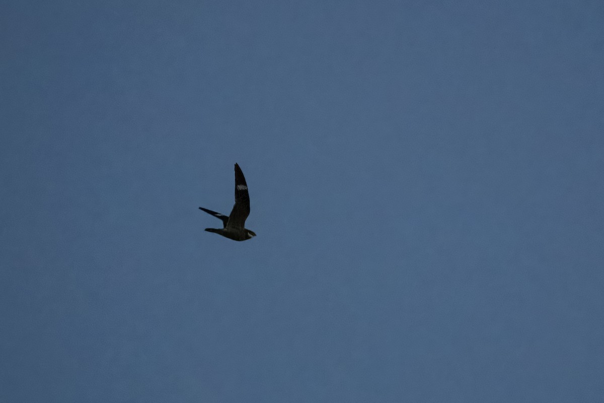 Common Nighthawk - ML641736068