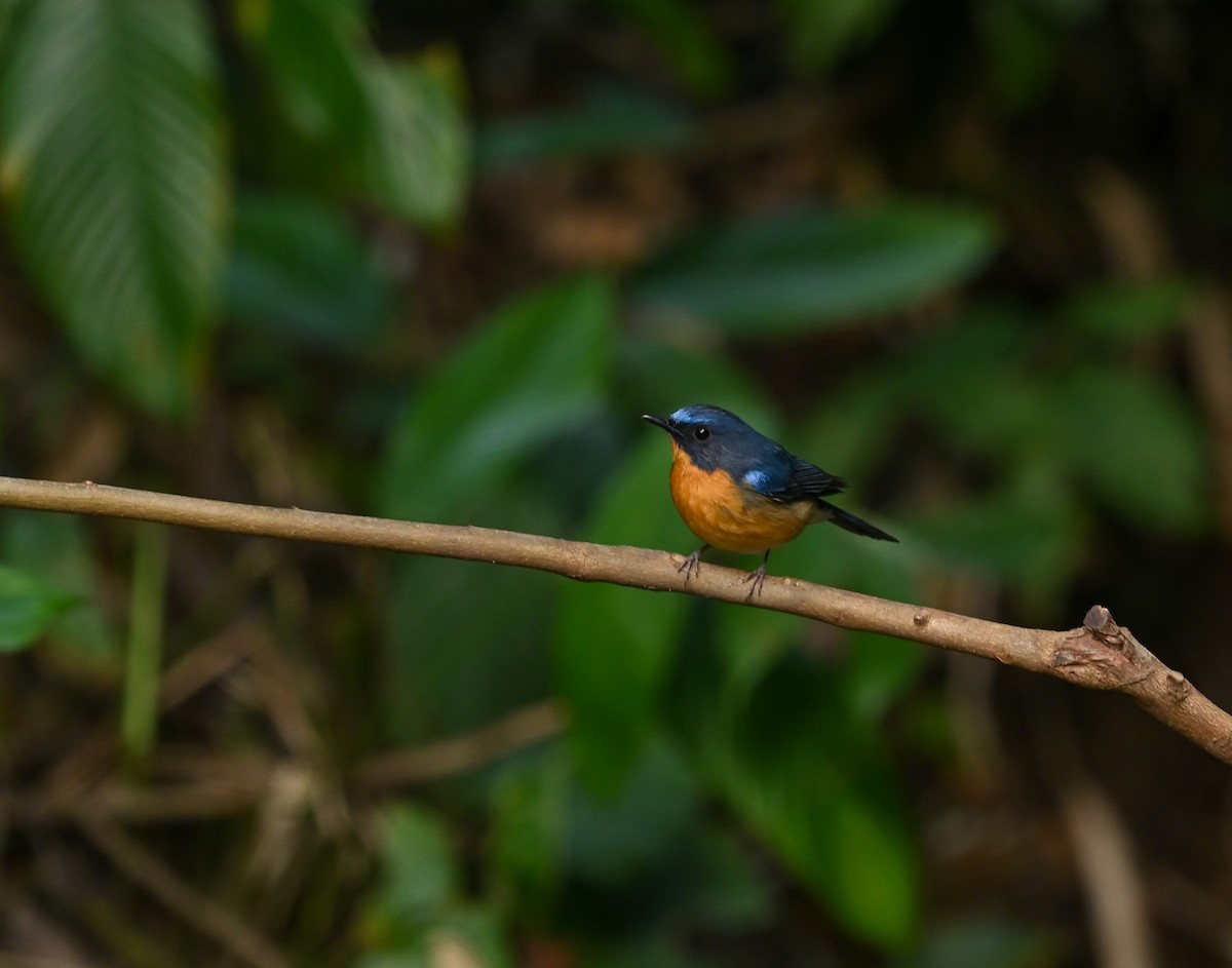 Hill Blue Flycatcher - ML641736118