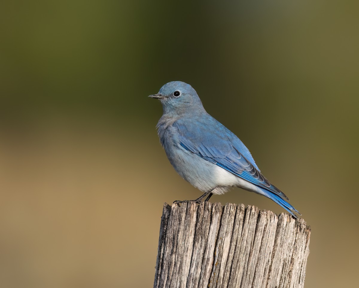 Mountain Bluebird - ML641736120