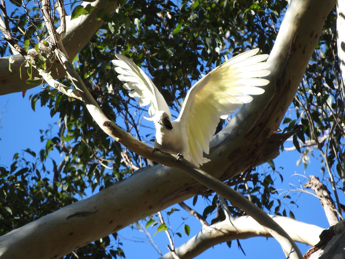Sulphur-crested Cockatoo - ML641736139