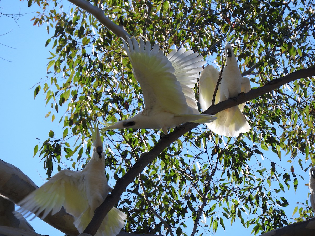 Sulphur-crested Cockatoo - ML641736140