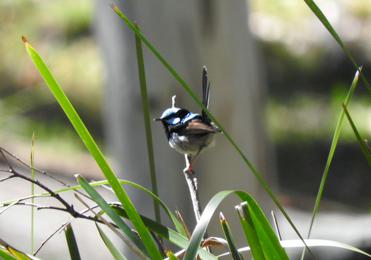 Superb Fairywren - ML641736177