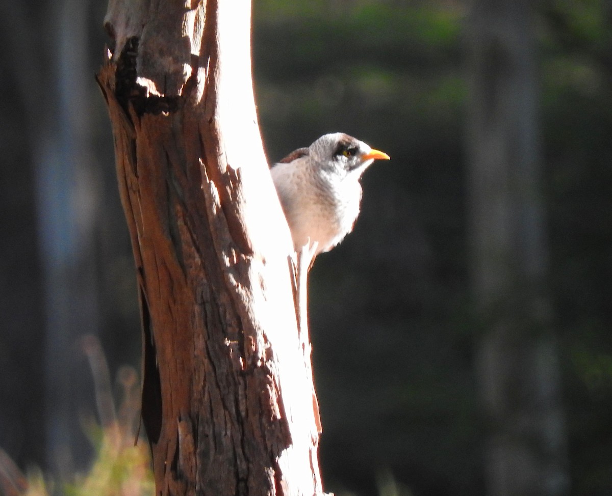 Noisy Miner - ML641736181