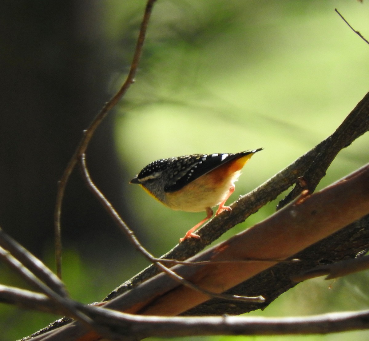 Spotted Pardalote - ML641736182