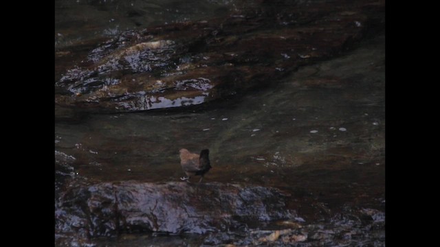 Brown Dipper - ML641736184