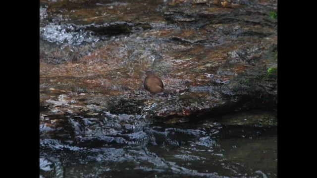 Brown Dipper - ML641736185