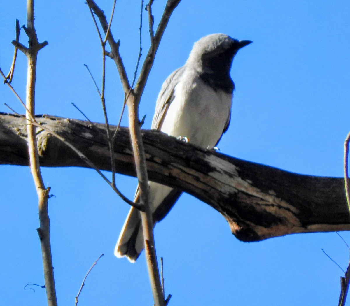 White-bellied Cuckooshrike - ML641736188