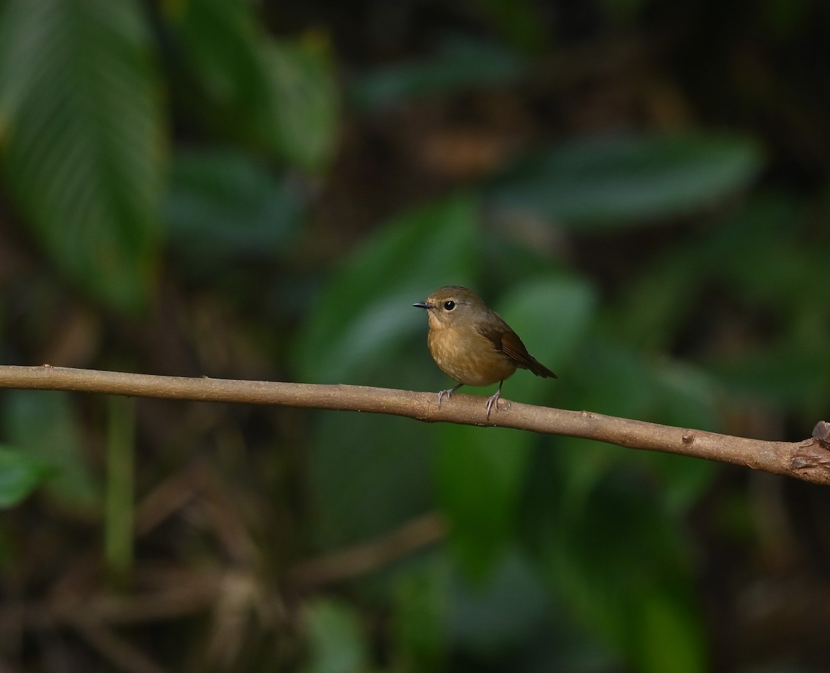 Snowy-browed Flycatcher - ML641736189