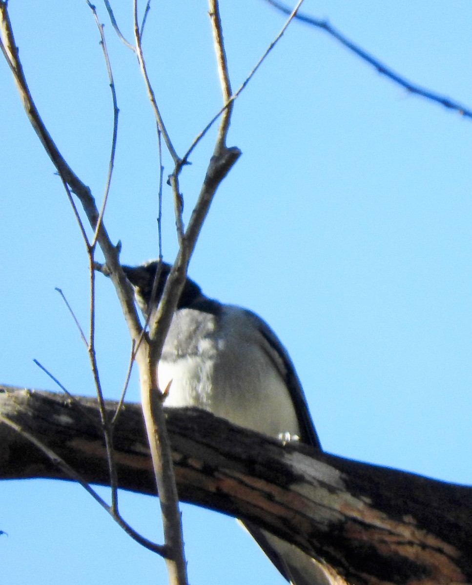 White-bellied Cuckooshrike - ML641736191