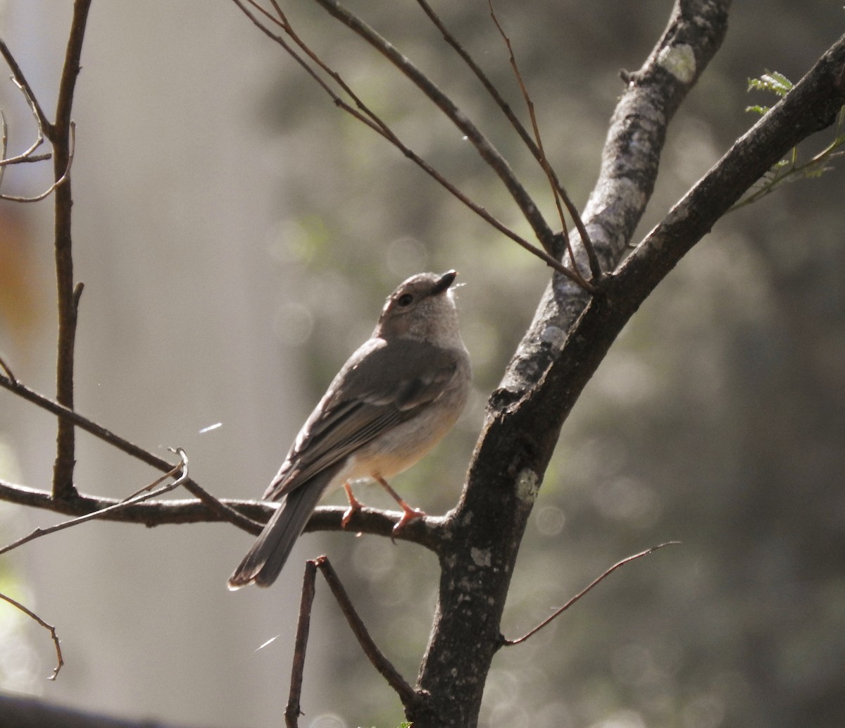 Golden Whistler - ML641736202