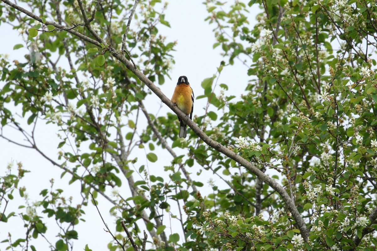 Black-headed Grosbeak - ML641736217