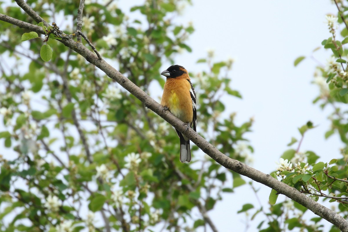 Black-headed Grosbeak - ML641736222