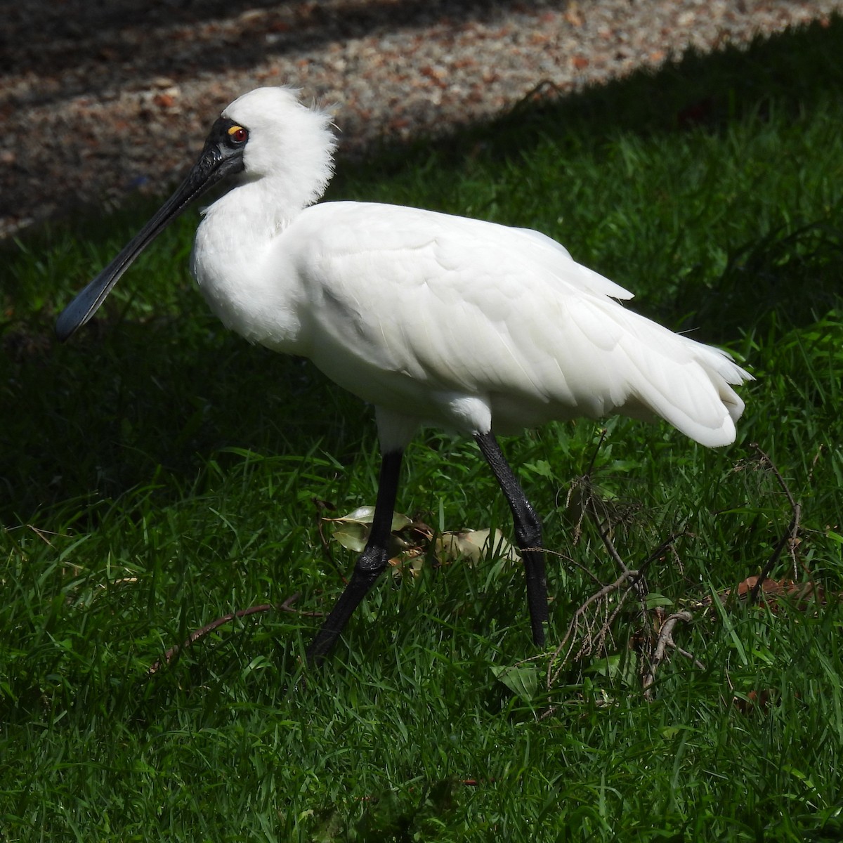Royal Spoonbill - ML641736223
