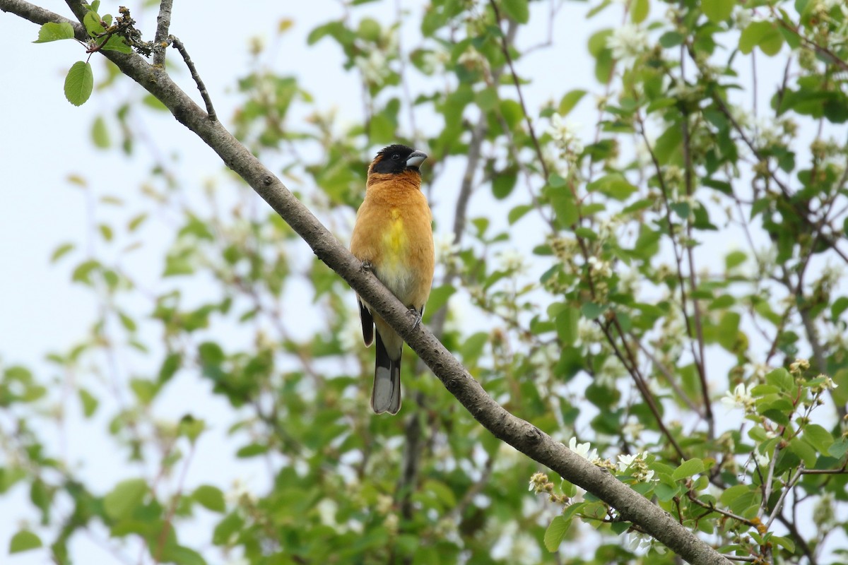 Black-headed Grosbeak - ML641736224