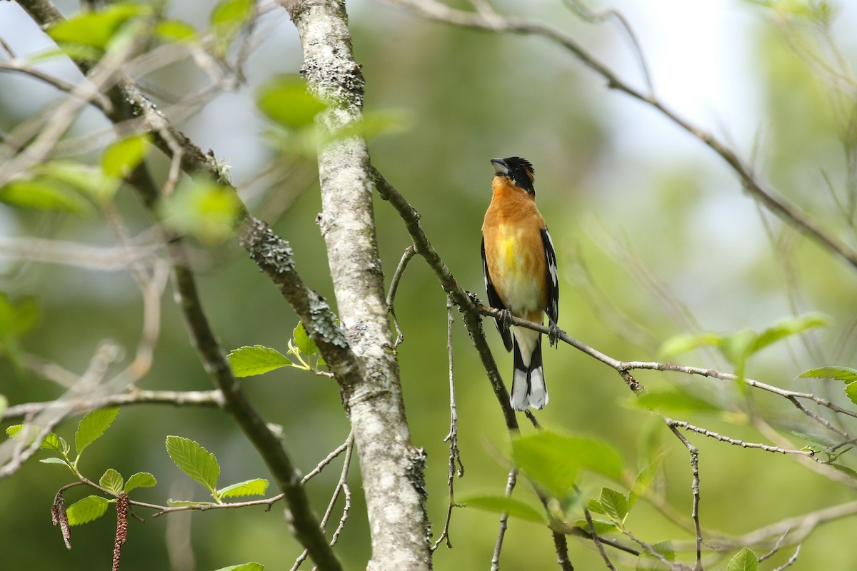 Black-headed Grosbeak - ML641736225