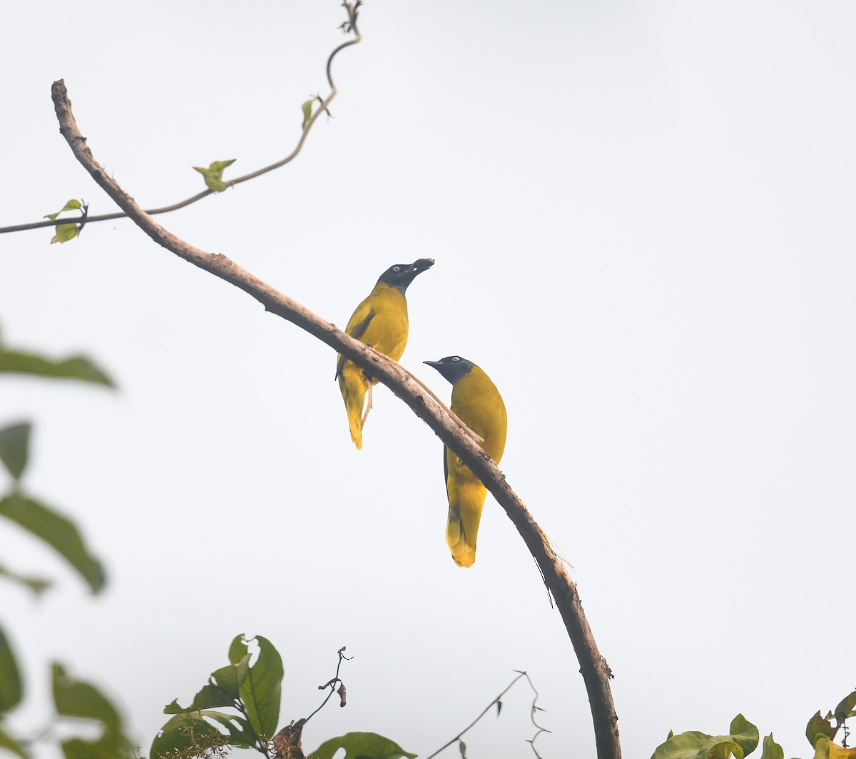Black-headed Bulbul - ML641736229