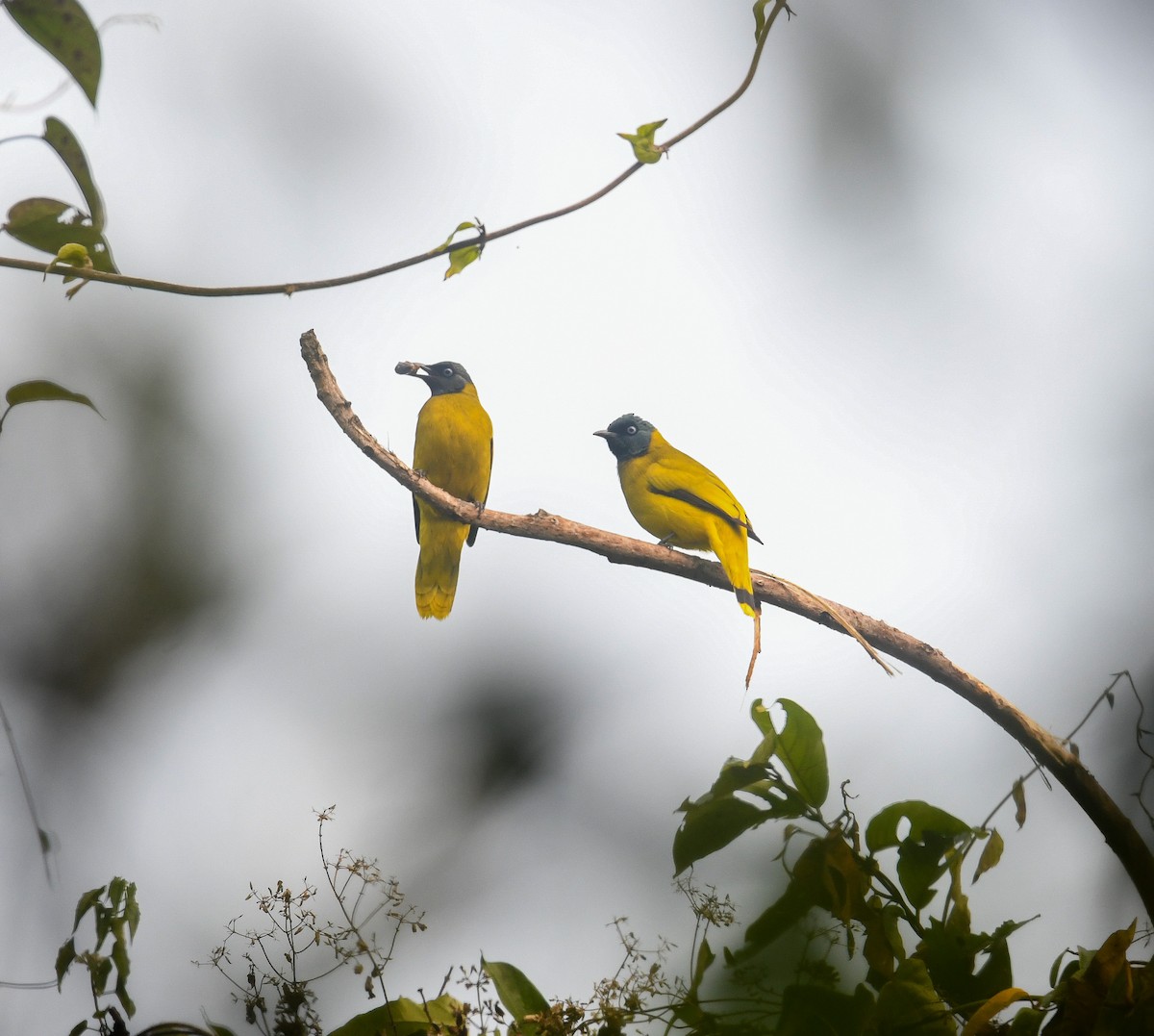 Black-headed Bulbul - ML641736230