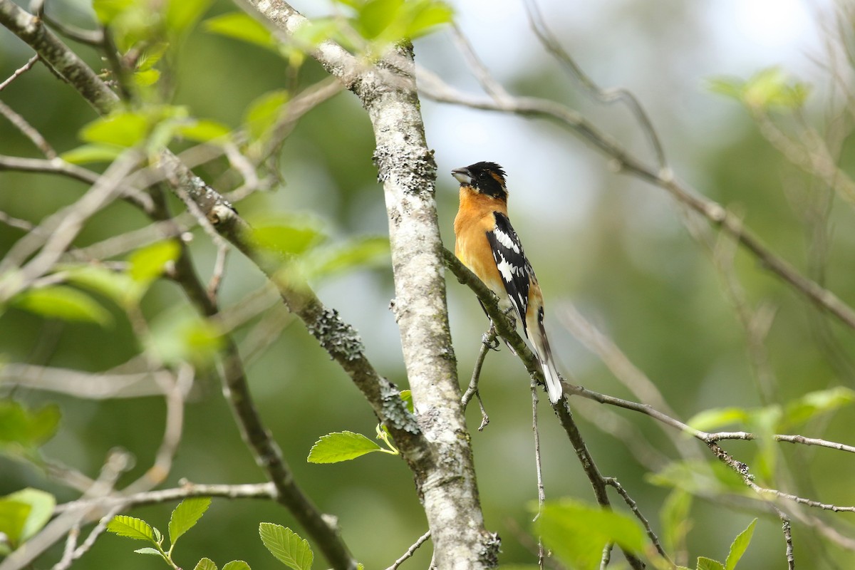 Black-headed Grosbeak - ML641736231