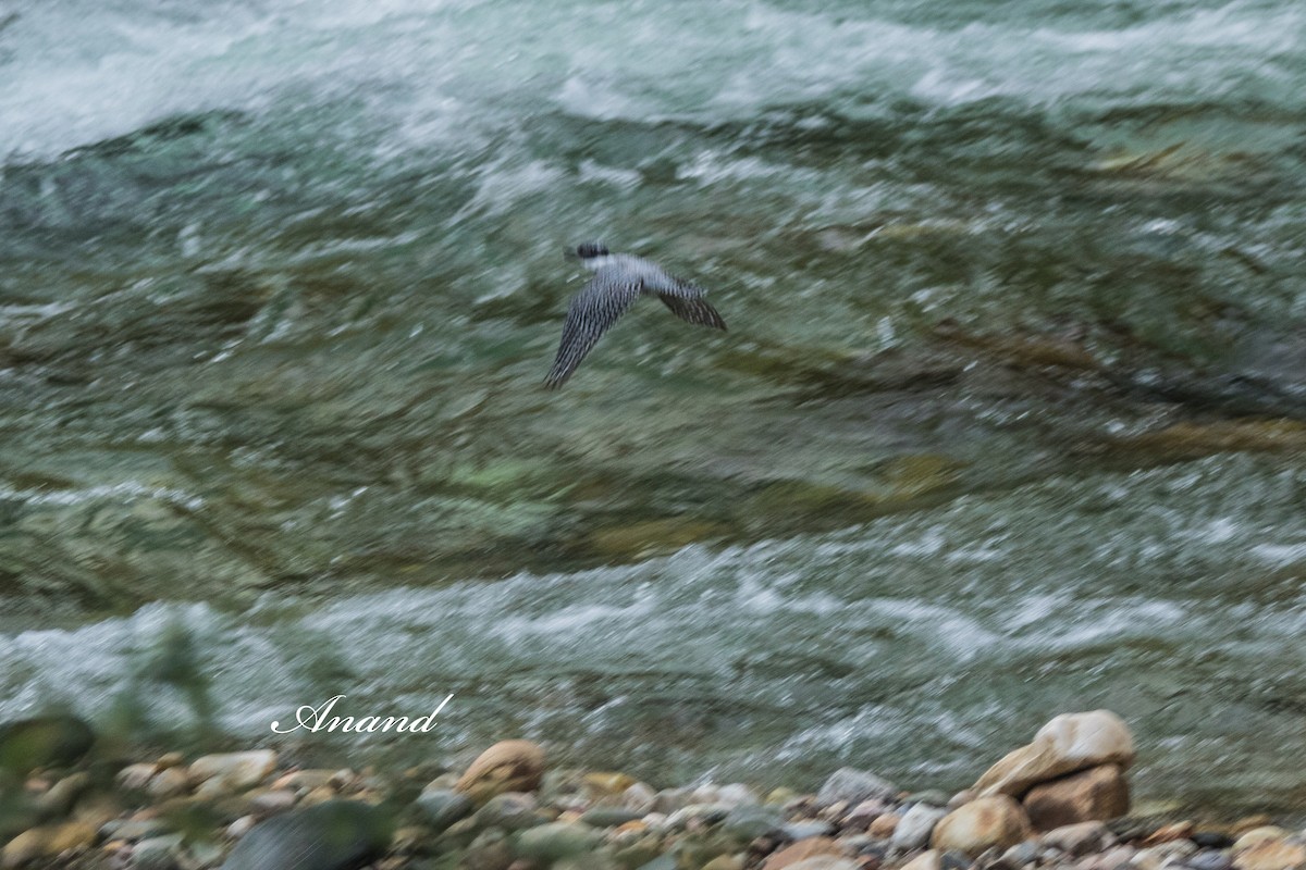 Crested Kingfisher - ML641736245