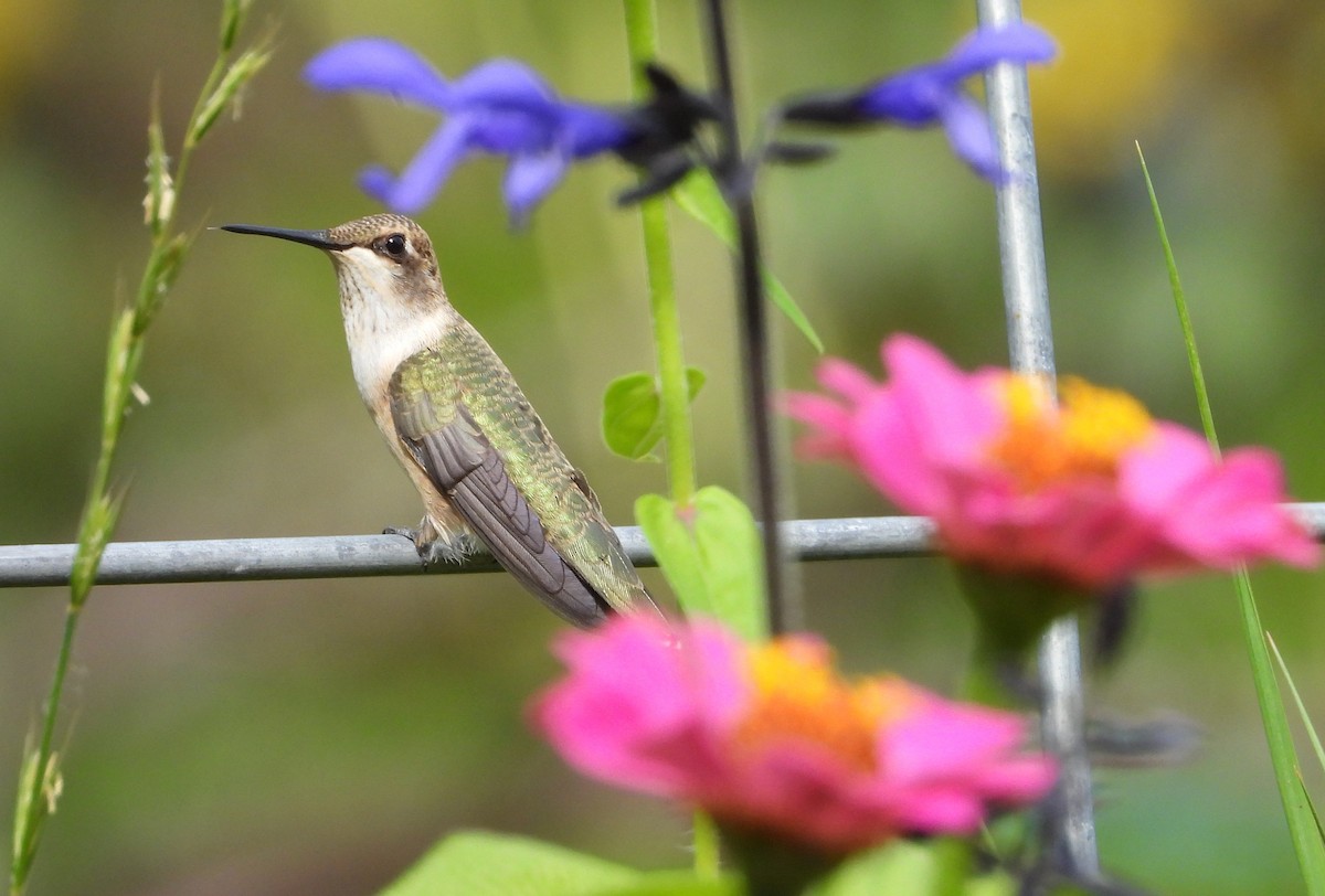 Black-chinned Hummingbird - ML641736264