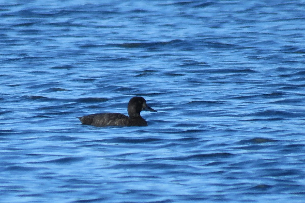Greater Scaup - ML641736362