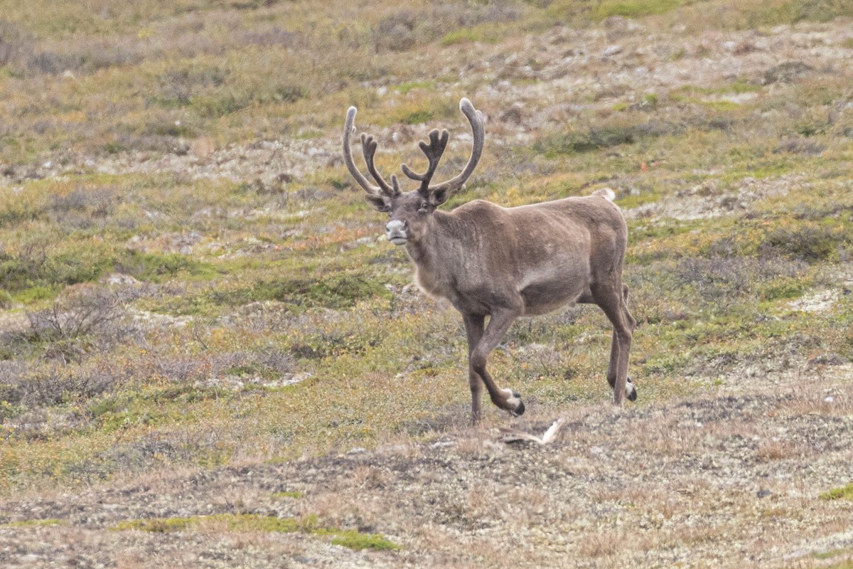 Woodland Caribou - Denis Corbeil
