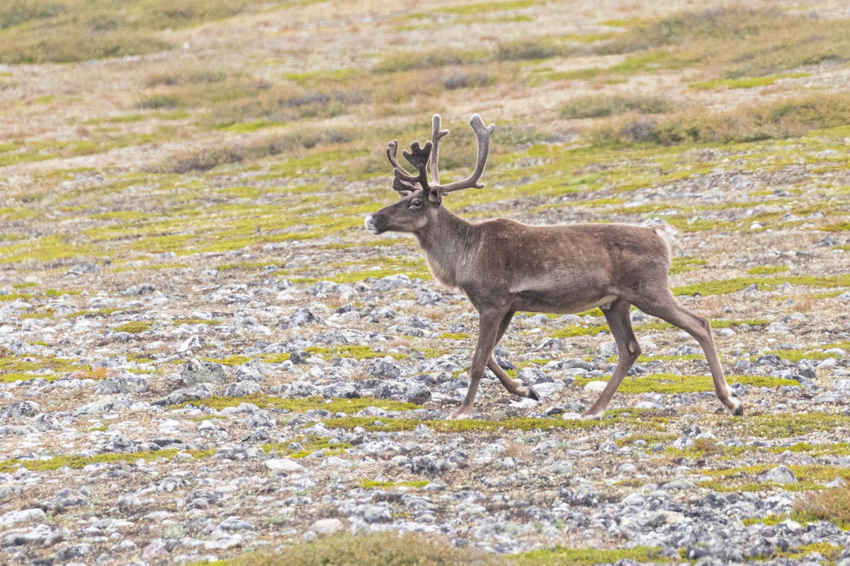 Woodland Caribou - Denis Corbeil