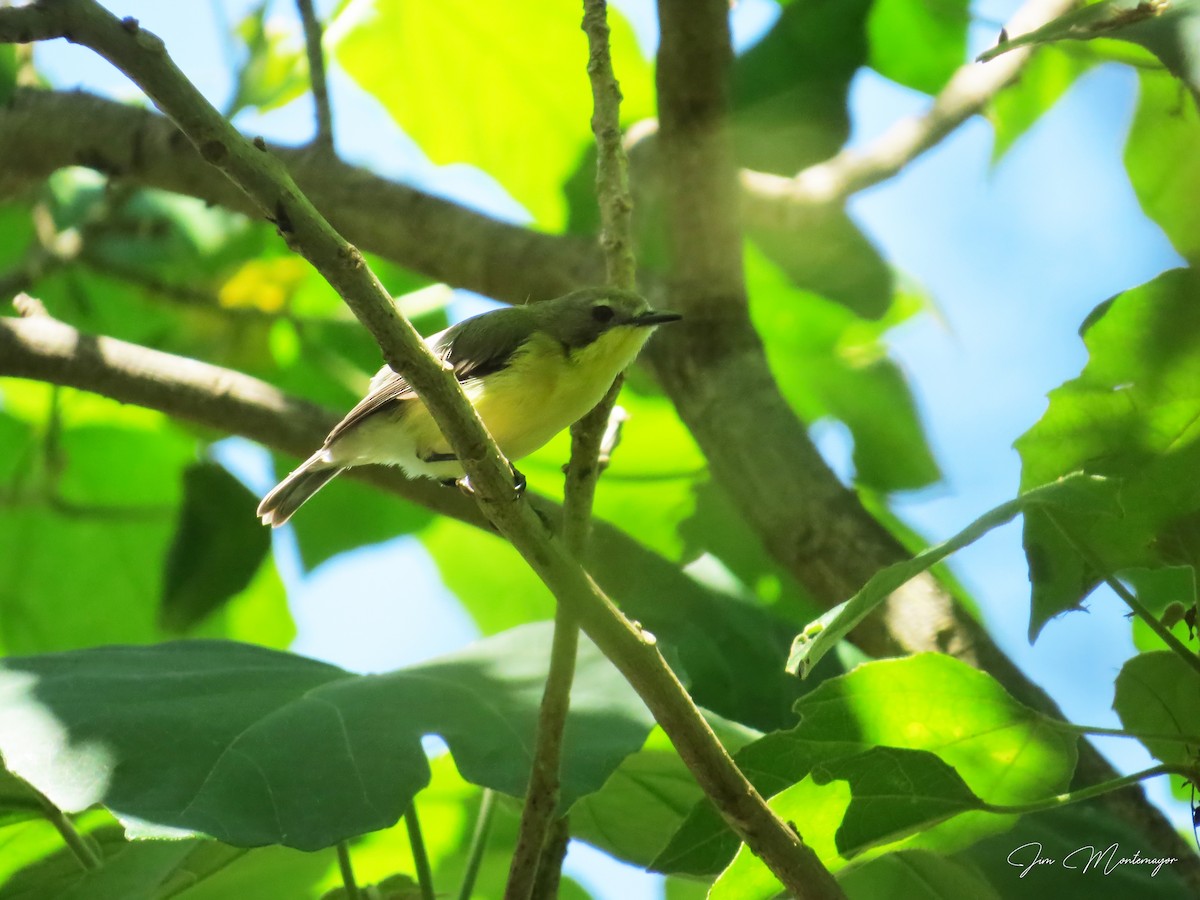 Golden-bellied Gerygone - ML641736467