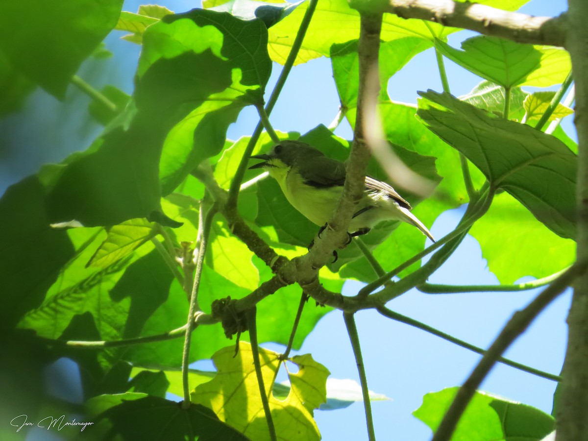 Golden-bellied Gerygone - ML641736468