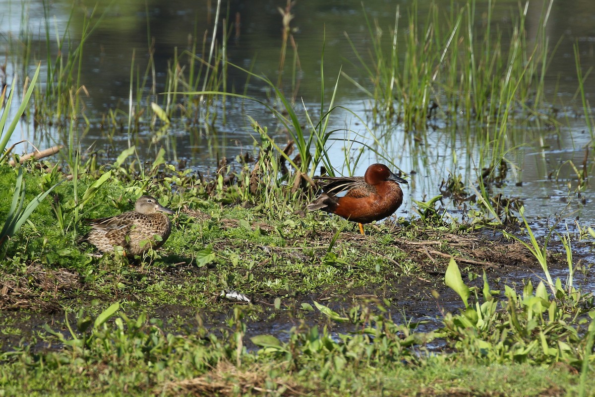 Cinnamon Teal - ML641736473