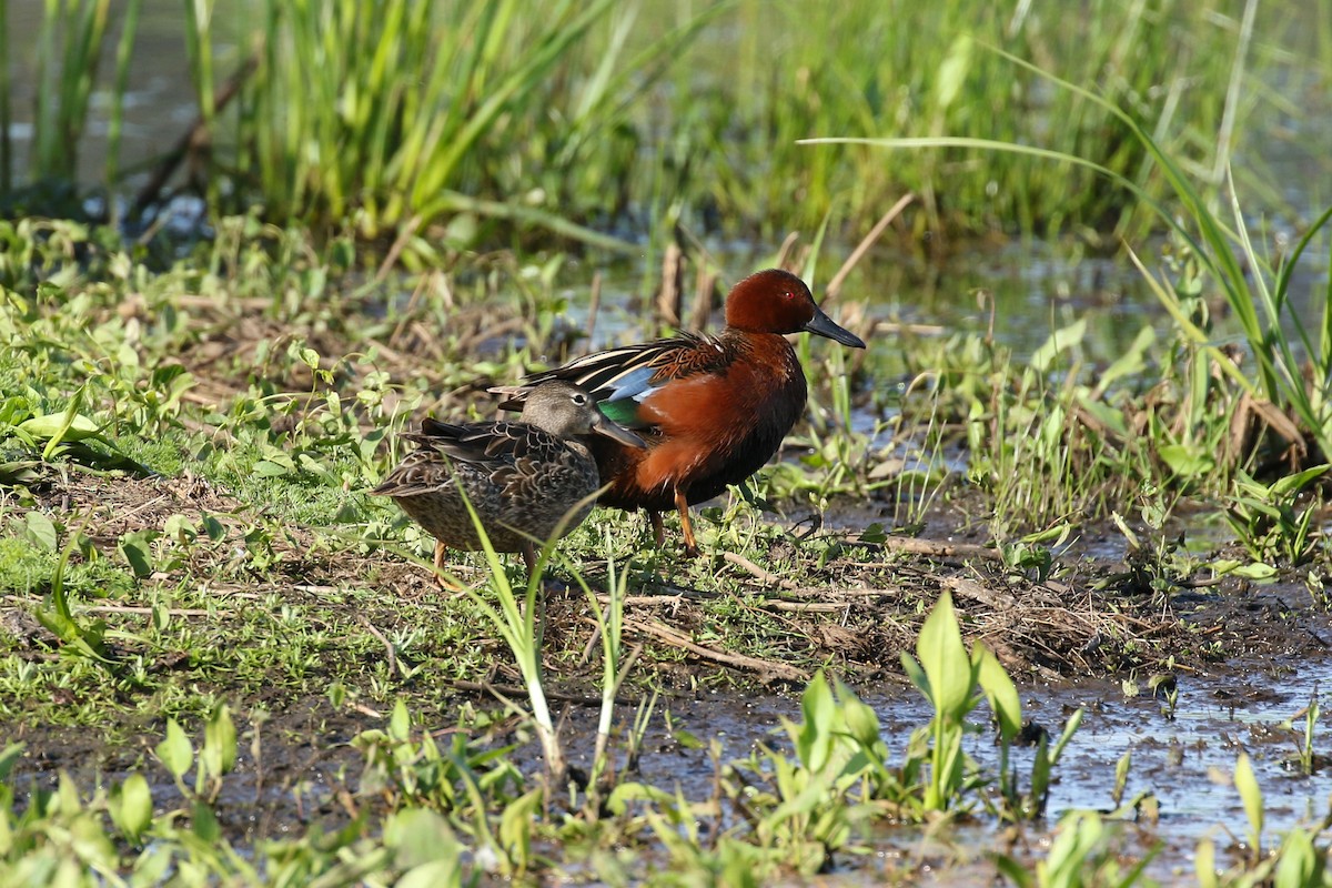 Cinnamon Teal - ML641736474