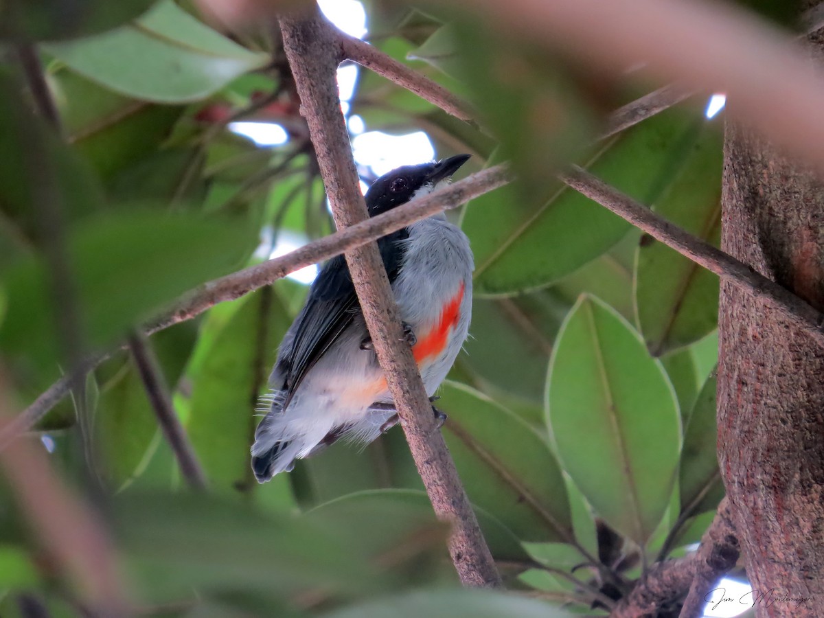 rødkjølblomsterfugl - ML641736476