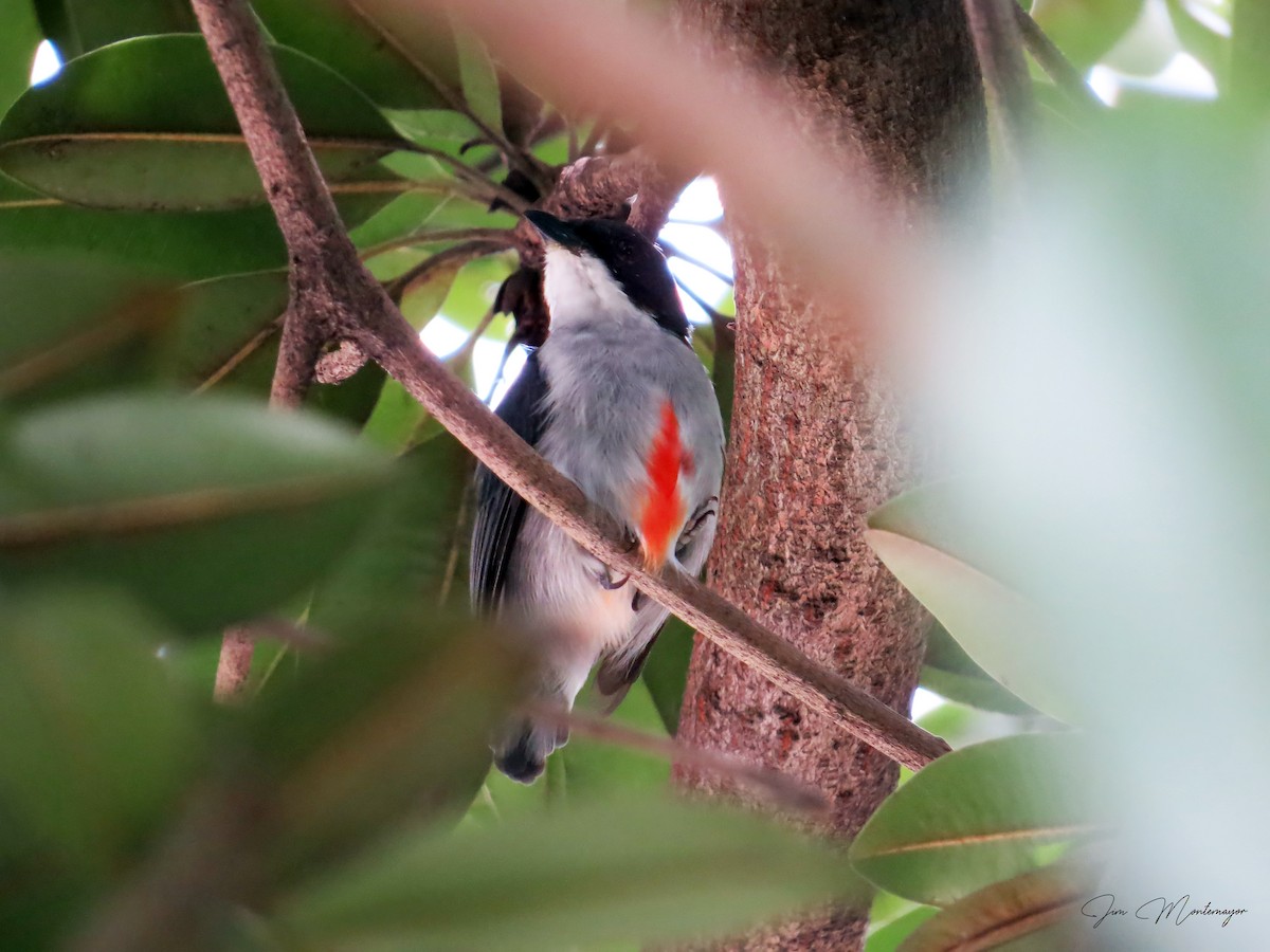 rødkjølblomsterfugl - ML641736477