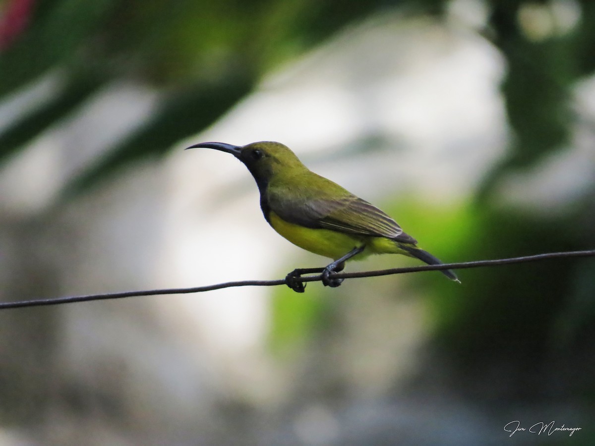 Garden Sunbird - ML641736479