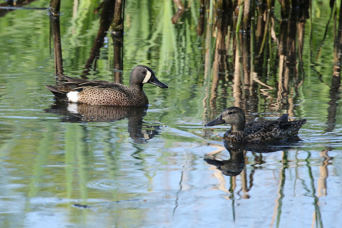 Blue-winged Teal - ML641736482